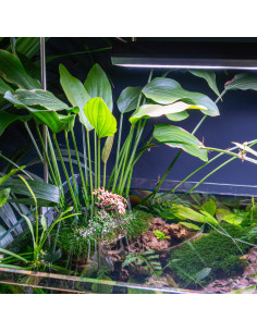 Echinodorus argentinensis XL en pot 2