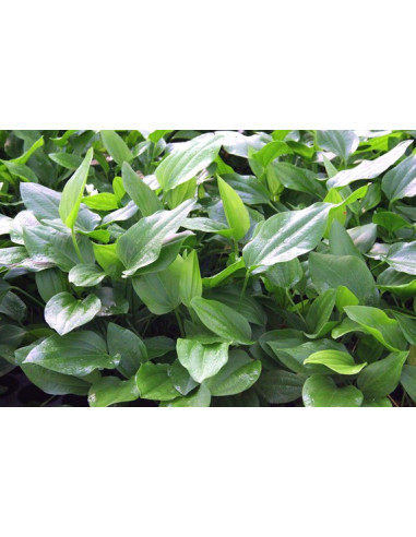 Echinodorus argentinensis XL en pot