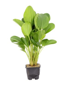 Echinodorus Dschungelstar no.2 'Small Bear' XL en pot