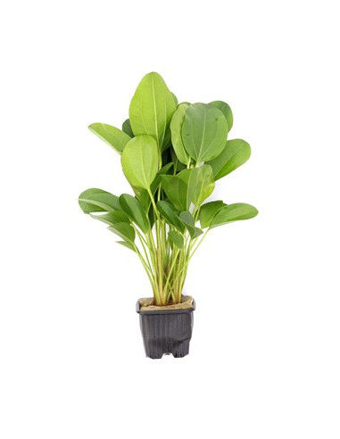 Echinodorus Dschungelstar no.2 'Small Bear' XL en pot