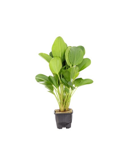 Echinodorus Dschungelstar no.2 'Small Bear' XL en pot