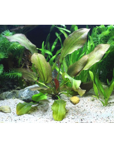 Echinodorus Dschungelstar no.2 'Small Bear' XL en pot 2