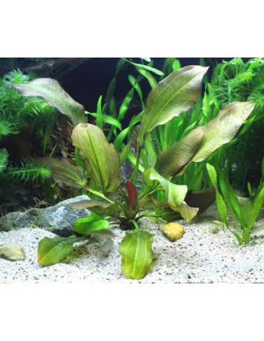 Echinodorus Dschungelstar no.2 'Small Bear' XL...