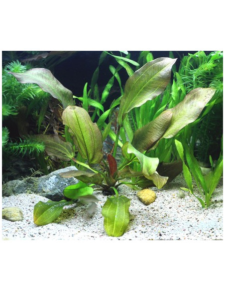 Echinodorus Dschungelstar no.2 'Small Bear' XL en pot