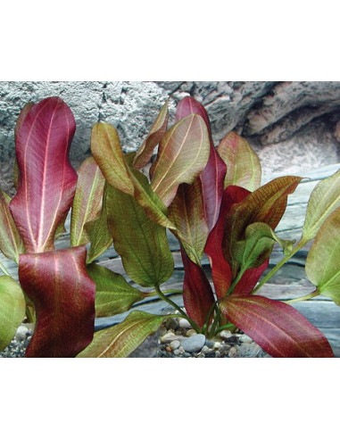 Echinodorus Dschungelstar no.2 'Small Bear' XL...