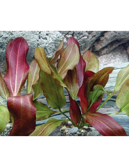 Echinodorus Dschungelstar no.2 'Small Bear' XL en pot