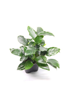 Anubias nana 'Bigfoot' XL en pot