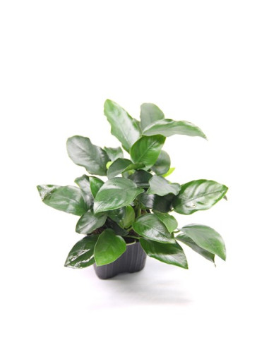 Anubias nana 'Bigfoot' XL en pot