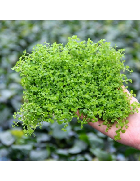 Micranthemum tweediei 'Monte Carlo' sur PAD 9×9 cm