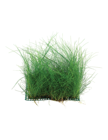 Eleocharis acicularis sur PAD 9×9 cm