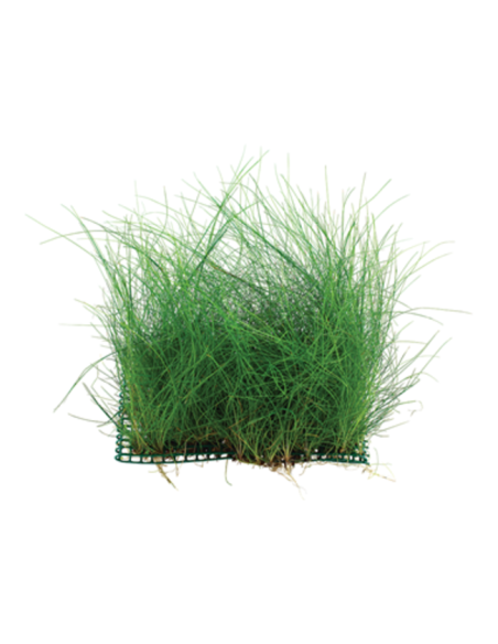 Eleocharis acicularis sur PAD 9×9 cm