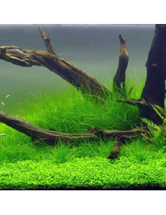 Eleocharis acicularis sur PAD 9×9 cm 2