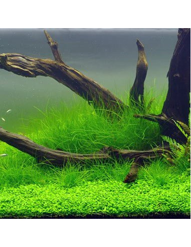 Eleocharis acicularis sur PAD 9×9 cm