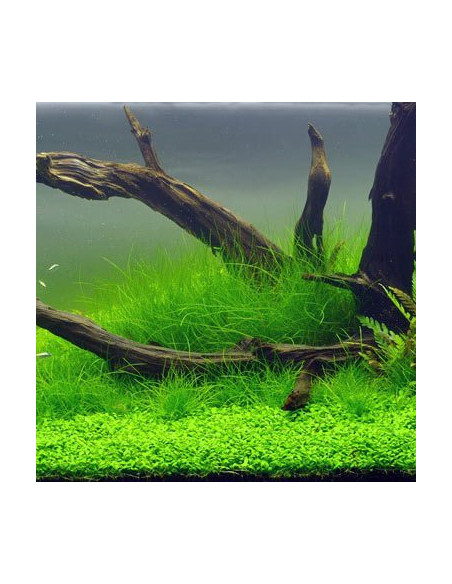 Eleocharis acicularis sur PAD 9×9 cm