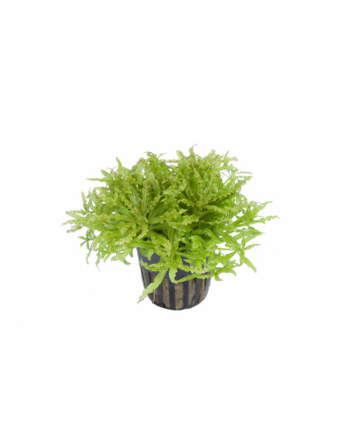 Pogostemon helferi en pot