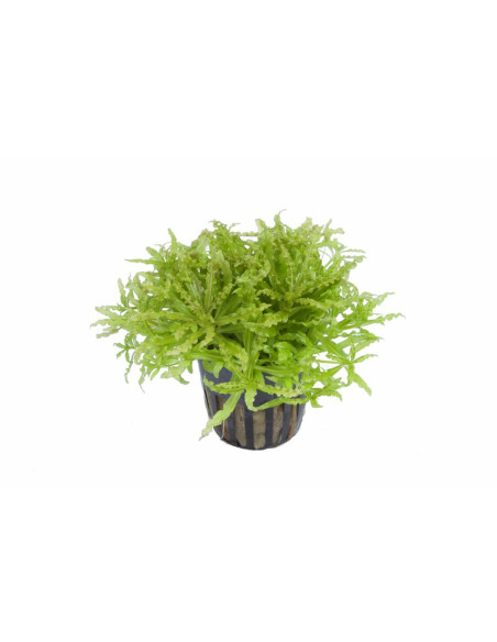 Pogostemon helferi en pot