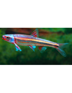 Notropis chrosomus - Cyprin arc-en-ciel 3,5 cm