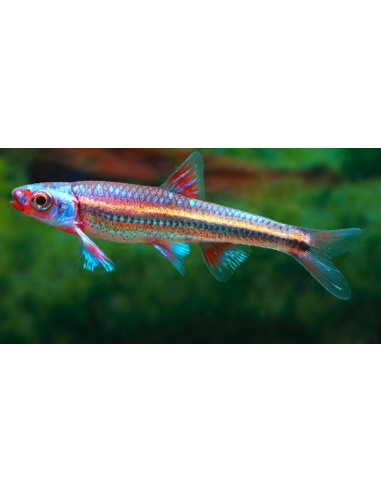 Notropis chrosomus - Cyprin arc-en-ciel 3,5 cm