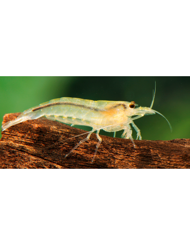 Caridina Japonica / Amano Yellow 1,5-2cm