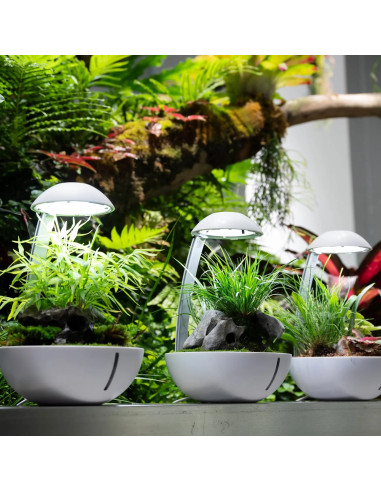 Chihiros - Tiny Terrarium Egg