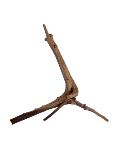 Trunk Wood TW19