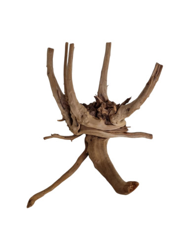Trunk Wood TW20