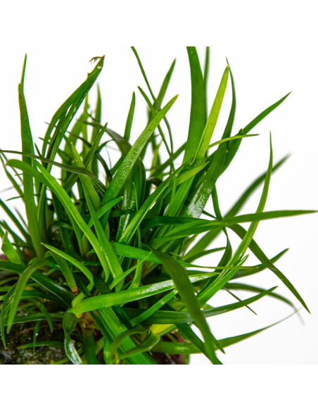 Eriocaulon sp. "Vietnam" en pot