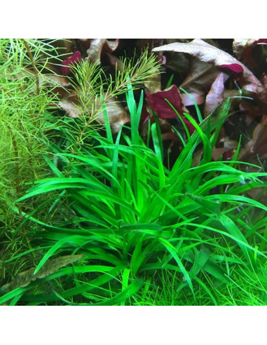 Eriocaulon sp. "Vietnam" en pot