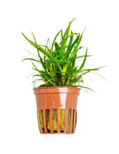 Eriocaulon sp. "Vietnam" en pot