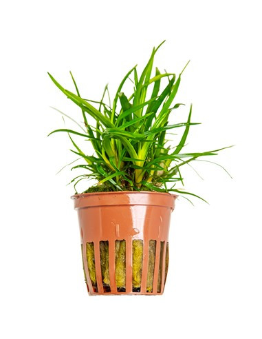 Eriocaulon sp. "Vietnam" en pot