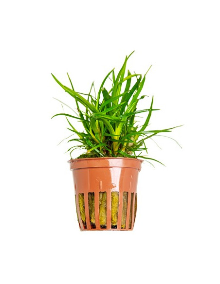 Eriocaulon sp. "Vietnam" en pot