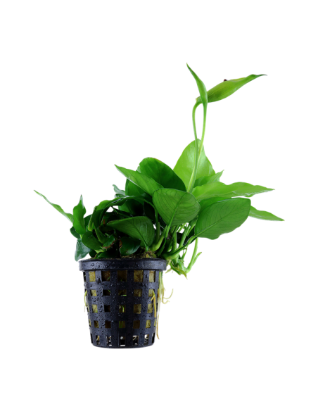 Anubias barteri var. nana 'Large' en pot