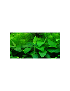 Anubias barteri var. nana 'Large' en pot 2