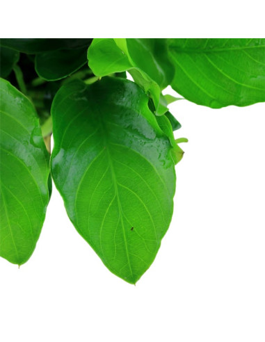 Anubias barteri var. nana 'Large' en pot