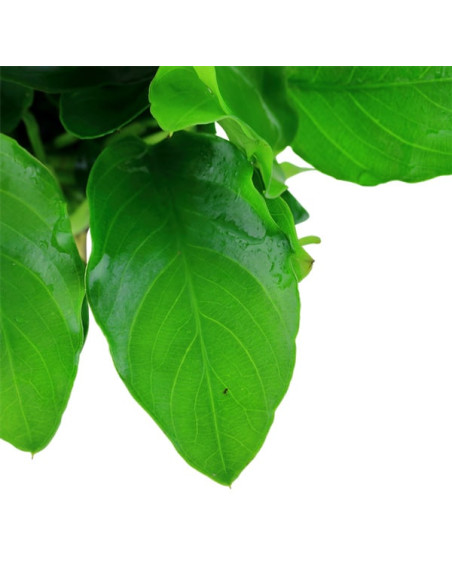 Anubias barteri var. nana 'Large' en pot