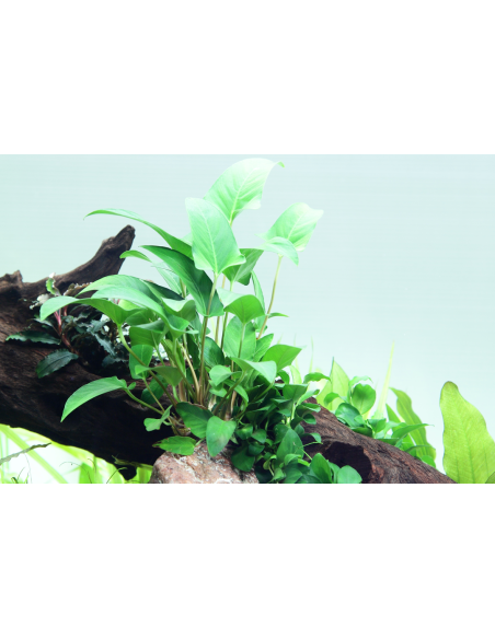 Anubias gracilis plant clips