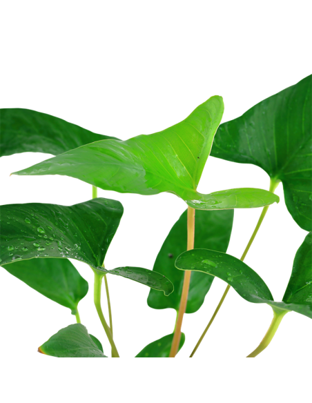 Anubias gracilis plant clips