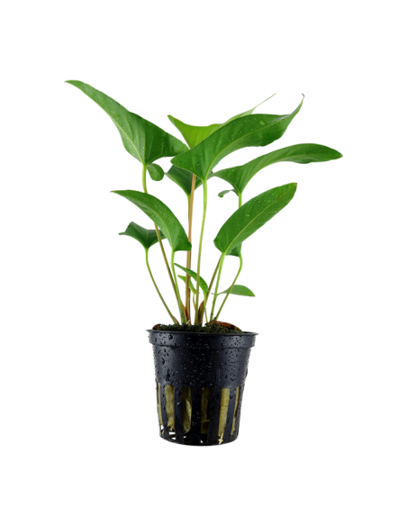 Anubias gracilis en pot