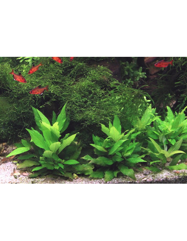 Hygrophila corymbosa 'Compact en pot