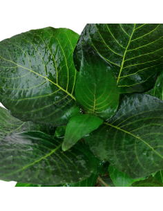 Hygrophila corymbosa 'Compact en pot 2