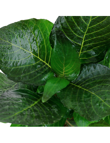 Hygrophila corymbosa 'Compact en pot