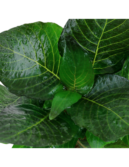 Hygrophila corymbosa 'Compact en pot