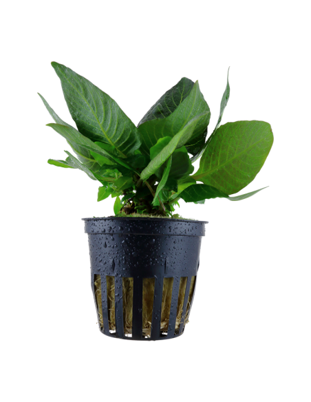 Hygrophila corymbosa 'Compact en pot