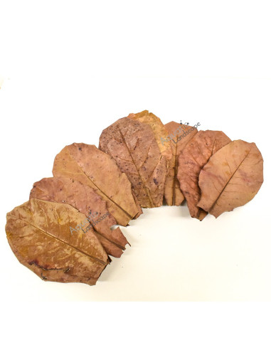 Feuilles de Catappa 15-20cm x25pcs