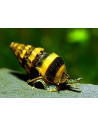 Anentome helena (mangeur d’escargot) 1 cm lot de 5+1 Gratuit
