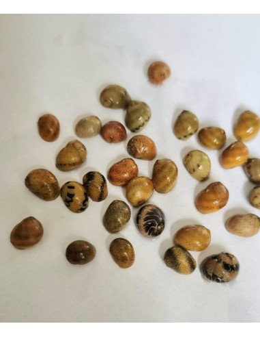 Clithon sp. Fancy Tiger- 0,5-1cm