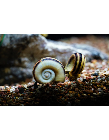 Escargot - Marisa cornuarietis 4cm