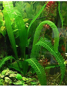 Aponogeton Boivinianus (Bulbe) 2