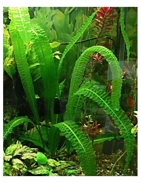 Aponogeton Boivinianus (Bulbe)