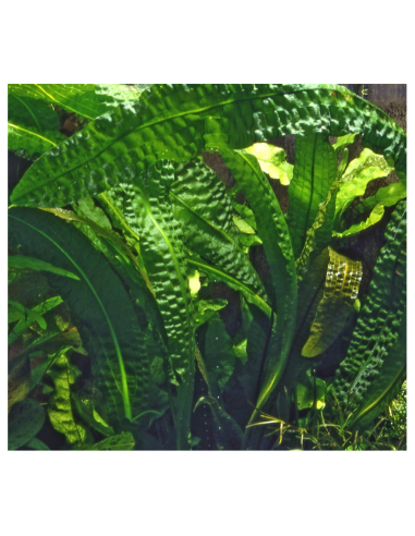 Aponogeton Boivinianus (Bulbe)